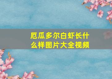 厄瓜多尔白虾长什么样图片大全视频