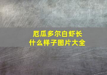 厄瓜多尔白虾长什么样子图片大全