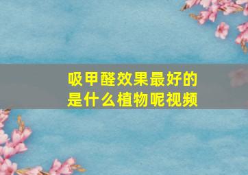 吸甲醛效果最好的是什么植物呢视频