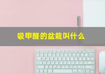 吸甲醛的盆栽叫什么