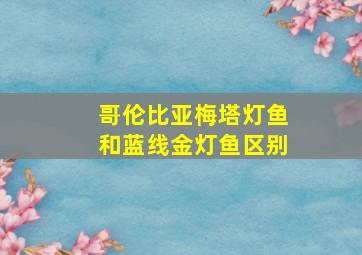 哥伦比亚梅塔灯鱼和蓝线金灯鱼区别