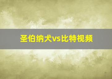 圣伯纳犬vs比特视频