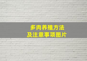 多肉养殖方法及注意事项图片