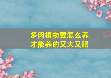 多肉植物要怎么养才能养的又大又肥