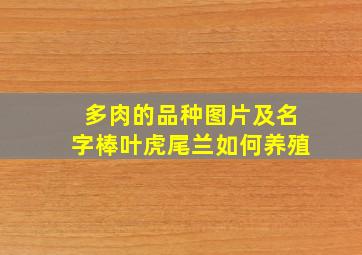 多肉的品种图片及名字棒叶虎尾兰如何养殖