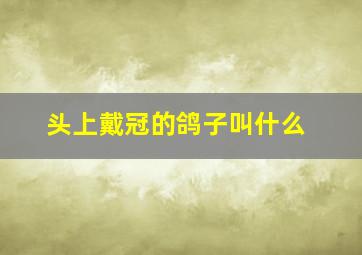 头上戴冠的鸽子叫什么