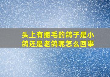 头上有撮毛的鸽子是小鸽还是老鸽呢怎么回事