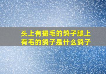 头上有撮毛的鸽子腿上有毛的鸽子是什么鸽子