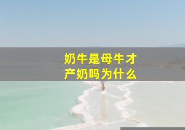 奶牛是母牛才产奶吗为什么