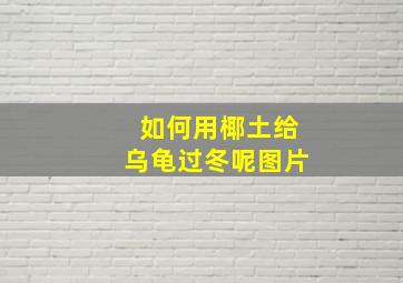 如何用椰土给乌龟过冬呢图片