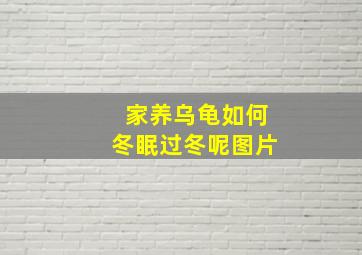 家养乌龟如何冬眠过冬呢图片