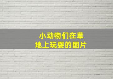 小动物们在草地上玩耍的图片