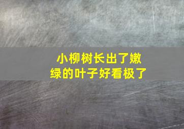 小柳树长出了嫩绿的叶子好看极了