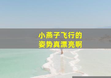 小燕子飞行的姿势真漂亮啊