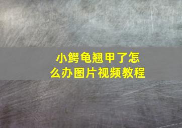 小鳄龟翘甲了怎么办图片视频教程