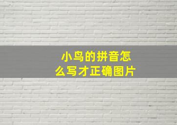 小鸟的拼音怎么写才正确图片