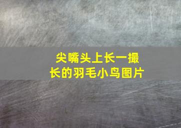 尖嘴头上长一撮长的羽毛小鸟图片