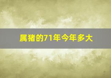 属猪的71年今年多大