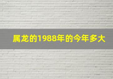 属龙的1988年的今年多大