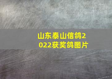 山东泰山信鸽2022获奖鸽图片