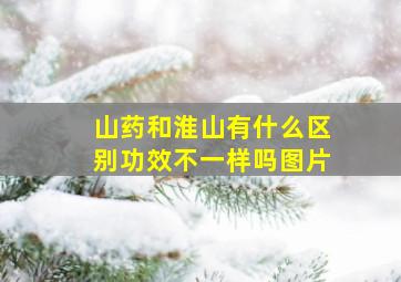 山药和淮山有什么区别功效不一样吗图片