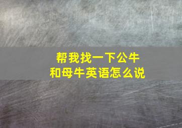 帮我找一下公牛和母牛英语怎么说