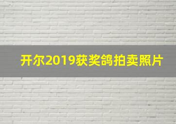 开尔2019获奖鸽拍卖照片