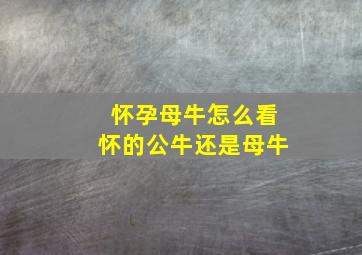 怀孕母牛怎么看怀的公牛还是母牛