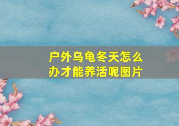 户外乌龟冬天怎么办才能养活呢图片