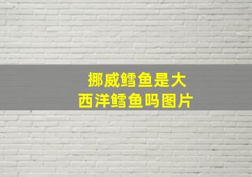 挪威鳕鱼是大西洋鳕鱼吗图片