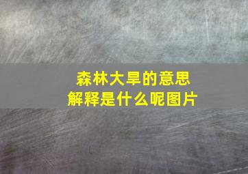 森林大旱的意思解释是什么呢图片