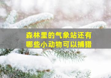 森林里的气象站还有哪些小动物可以捕猎