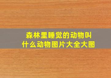 森林里睡觉的动物叫什么动物图片大全大图