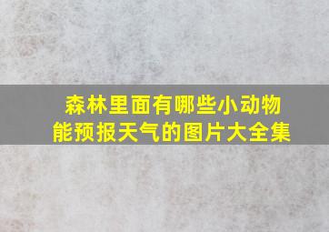 森林里面有哪些小动物能预报天气的图片大全集