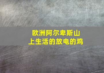 欧洲阿尔卑斯山上生活的放电的鸡