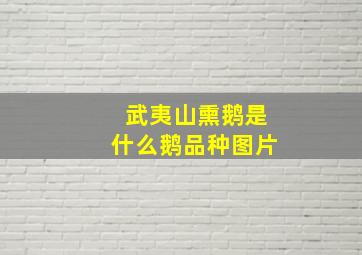 武夷山熏鹅是什么鹅品种图片