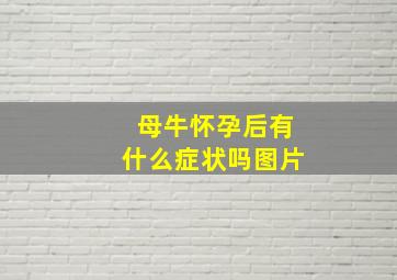 母牛怀孕后有什么症状吗图片