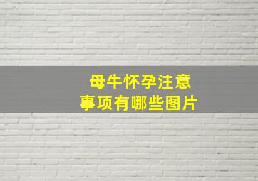 母牛怀孕注意事项有哪些图片