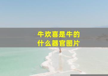 牛欢喜是牛的什么器官图片