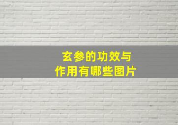 玄参的功效与作用有哪些图片