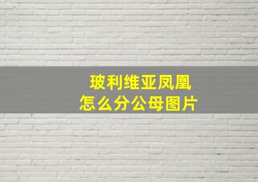 玻利维亚凤凰怎么分公母图片