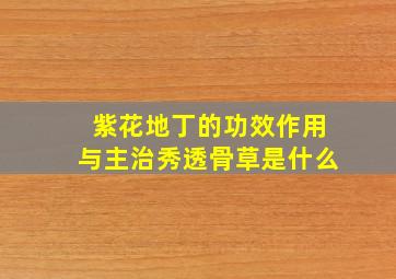 紫花地丁的功效作用与主治秀透骨草是什么