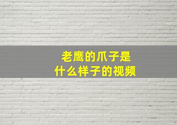 老鹰的爪子是什么样子的视频