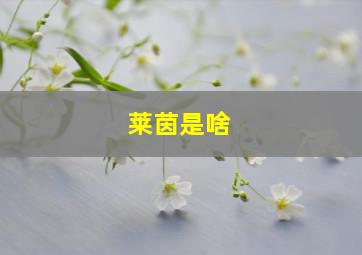 莱茵是啥