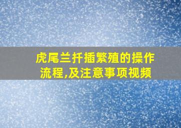 虎尾兰扦插繁殖的操作流程,及注意事项视频