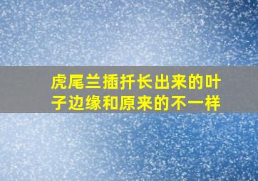 虎尾兰插扦长出来的叶子边缘和原来的不一样