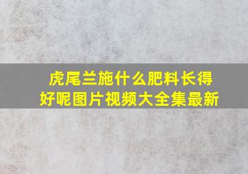 虎尾兰施什么肥料长得好呢图片视频大全集最新