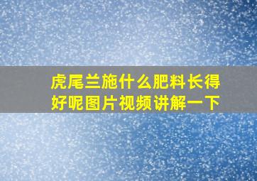 虎尾兰施什么肥料长得好呢图片视频讲解一下