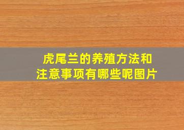 虎尾兰的养殖方法和注意事项有哪些呢图片