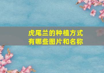 虎尾兰的种植方式有哪些图片和名称